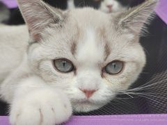 -斯普瑞斯奥特莱斯