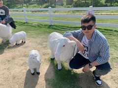 -杭州湾海上花田景区