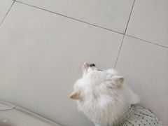 -怪兽屋·羊驼·猫咖·狗咖(俊华广场店)