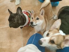 -Let's go狗咖·猫咖·奶狗·桌游(春熙路IFS店)