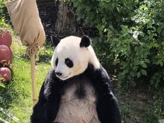 -广州动物园