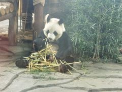 -泉州海丝野生动物世界