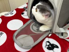 -凯特喵百思猫专科医院