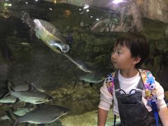 -迪拜水族馆及水下动物园