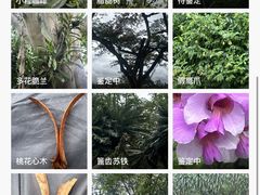 -中国科学院西双版纳热带植物园