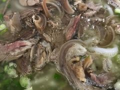 -攀枝花·任德琼·盐边羊肉米线