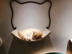 -飞行喵MR PILOT|猫舍·猫咖(静安大融城店)