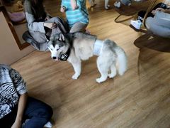 -Husky Go! 哈士奇体验馆·宠物咖啡厅狗咖