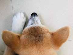 -喜柴咖啡·柴犬狗咖