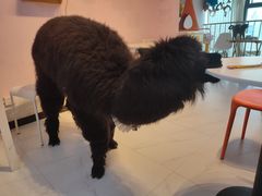 -我爱猫咪·猫咖·狗咖·安哥拉兔·羊驼咖(小寨华旗店)