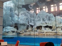 -帝企鹅自助餐厅•儿童岛•真企鹅(长隆企鹅酒店)