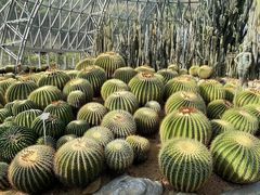 -深圳仙湖植物园