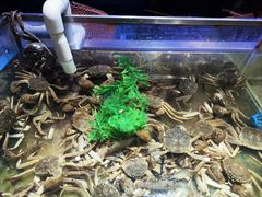 大闸蟹-V-ONE西雅图海鲜自助餐厅(仓山万达广场店)