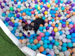 -汪说喵讲宠物乐园宠物酒店(红星美凯龙店)