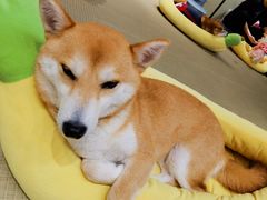 -逗柴咖啡屋·狗咖猫咖宠物桌游