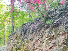 -素山寺森林公园