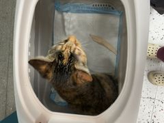 -瑞派康怡24h宠物医院·犬猫医疗中心·微创绝育(瑞景分院)