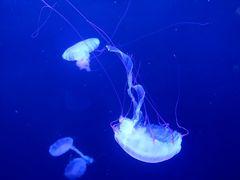 -成都浩海立方海洋公园