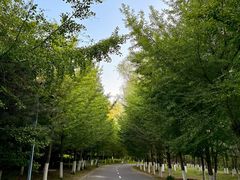 -长白岛森林公园