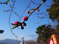 -金鸡山公园