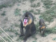 -大连森林动物园