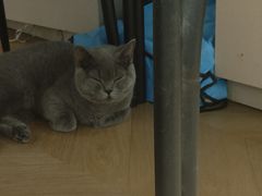 -猫大福·Fortune Cat猫舍(百子湾店)