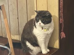 -海边的猫和咖啡馆