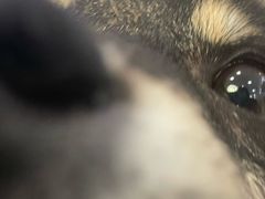 -柴犬小屋·柴餐厅·狗咖食堂(金鼎广场店)