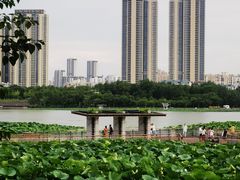 -月湖风景区