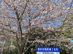 -高东镇樱花园