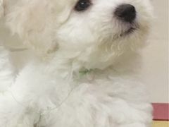 -美联众合动物医院·24h京西诊疗中心