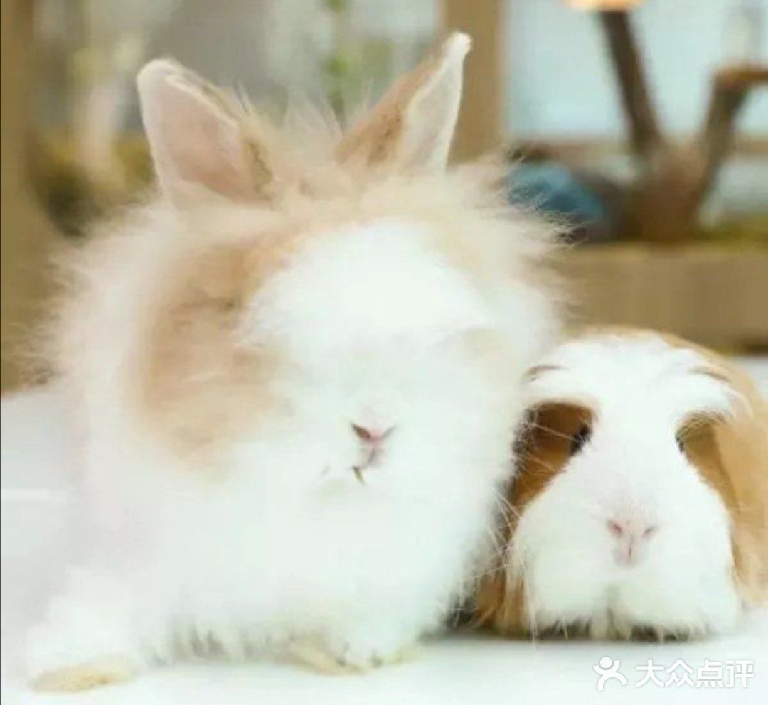 🐰和小动物亲密接触🐱
