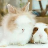🐰和小动物亲密接触🐱