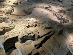 -自贡恐龙博物馆