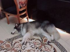 -more than meow吴止猫主题餐厅(承德 中船汇店)