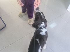 -瑞派福兴宠物医院犬猫全科·骨科·中西医结合(河东店)