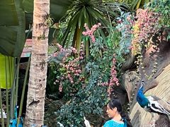 -西双版纳原始森林公园