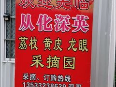 -从化深英荔枝黄皮龙眼采摘园