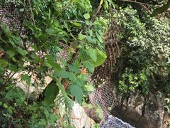 -呀诺达热带雨林