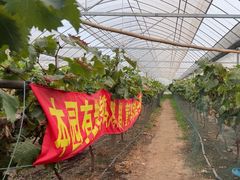 -马陆小张葡萄园农家乐