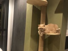 -东方名猫馆·英短金渐层布偶猫舍(环线广场1号楼店)