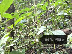 -西双版纳原始森林公园