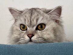 -天使宠物医院·犬猫分诊(彩虹店)