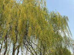 -石家庄市植物园