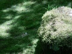 -西芳寺(苔寺)