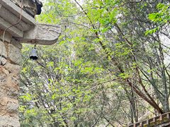 -白水寺森林公园