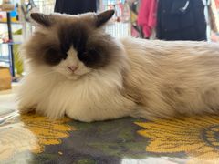 -平行世界·猫咖(首经贸店)