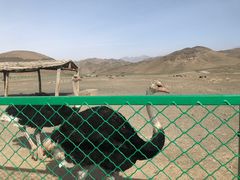 -新疆天山野生动物园