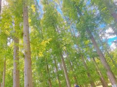 -黄海国家森林公园