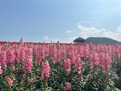 -径山花海